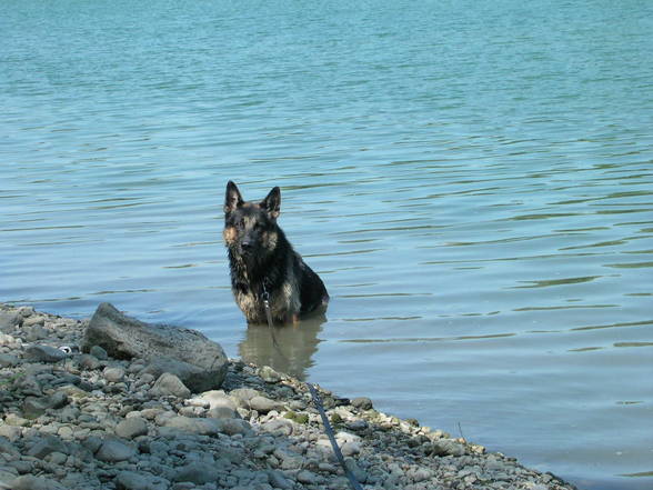 Mein Hund Arras -09.04.1994 - 31.05.2008 - 