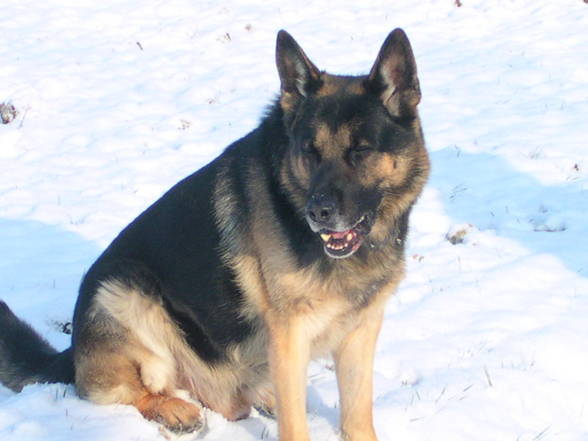 Mein Hund Arras -09.04.1994 - 31.05.2008 - 