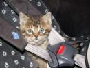 Katzen und CO. - 