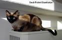 Katze und co - 