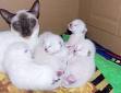 Katze und co - 