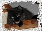 Katze und co - 
