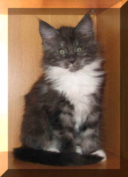 Katze und co - 