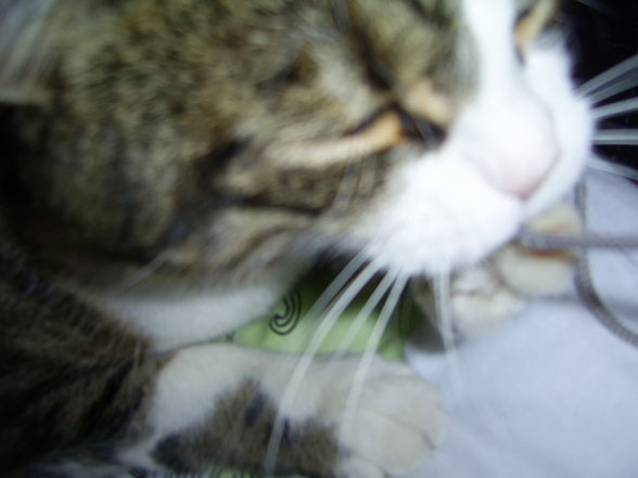 MeiN LöWeN BaBy :)  - 