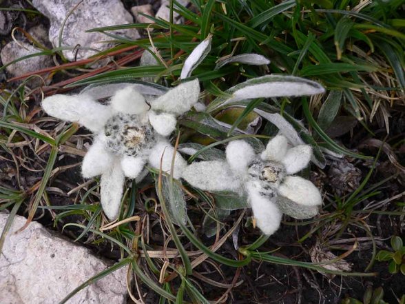 klettern in den Dolomiten - 