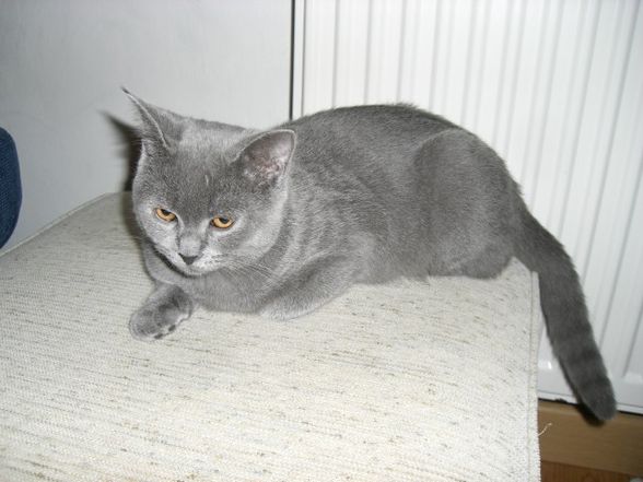 Mein BKH Kater Shorty - 