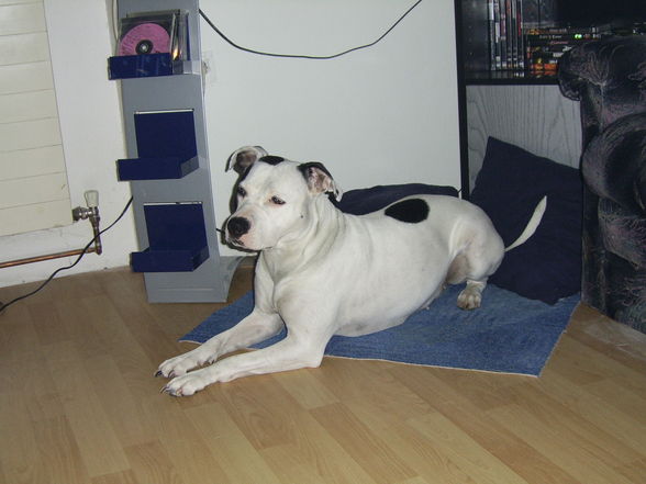 Meine Pitt Bull Lady Lina :D - 