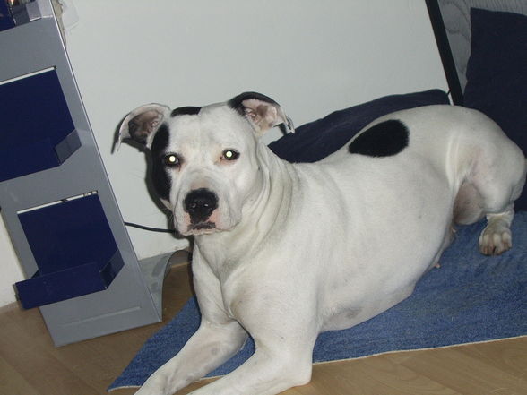 Meine Pitt Bull Lady Lina :D - 