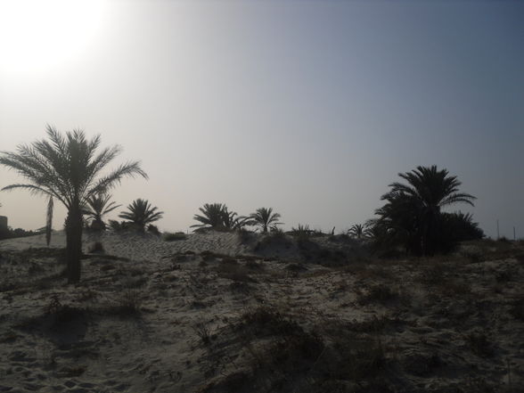 Insel Djerba - Traumurlaub . - 