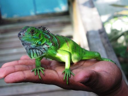 Reptilien  - 