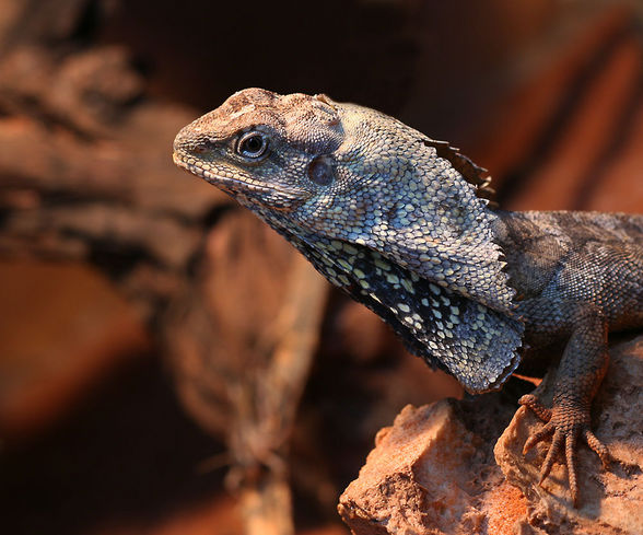 Reptilien  - 