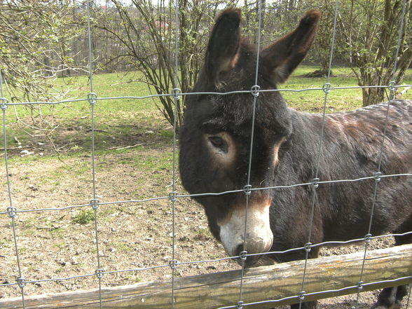 Tierpark Haag - 