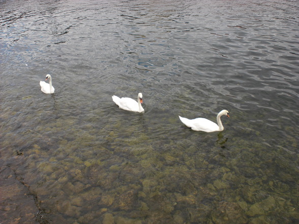 Von Laakirchen nach Gmunden - 