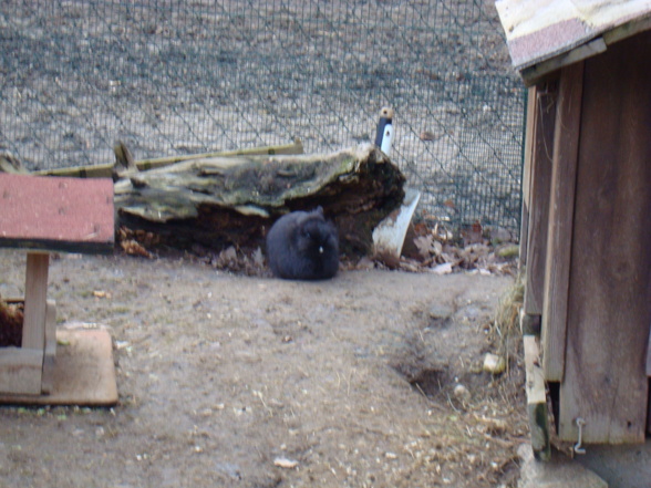 Tierpark Pöstlingberg - 