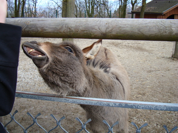 Tierpark Pöstlingberg - 