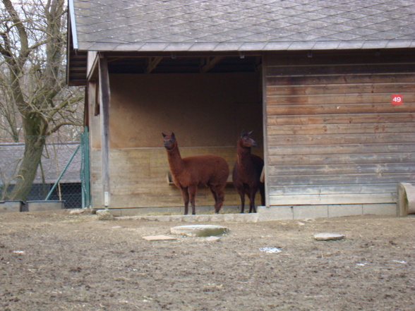 Tierpark Pöstlingberg - 