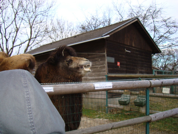 Tierpark Pöstlingberg - 