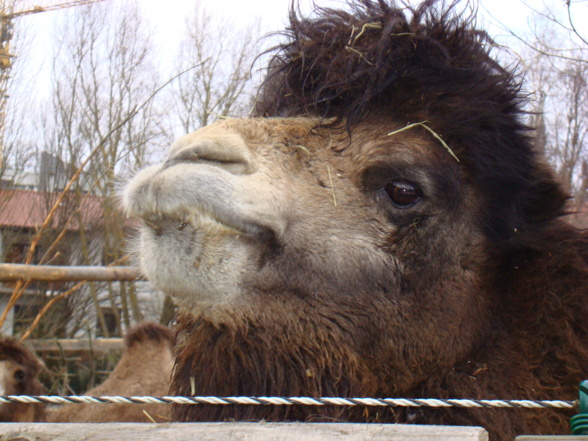 Tierpark Pöstlingberg - 