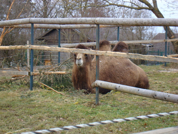 Tierpark Pöstlingberg - 