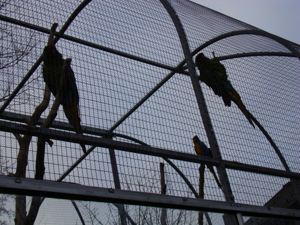 Tierpark Pöstlingberg - 