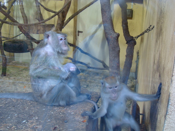 Tierpark Pöstlingberg - 