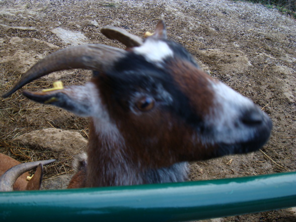 Tierpark Pöstlingberg - 