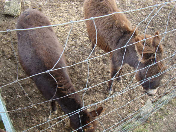 Wildpark Altenfelden - 