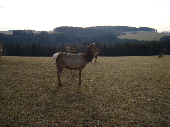 Wildpark Altenfelden - 