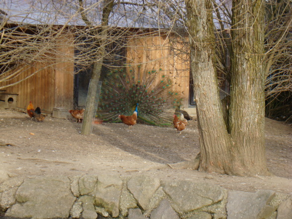 Wildpark Altenfelden - 