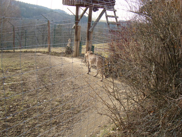 Wildpark Altenfelden - 