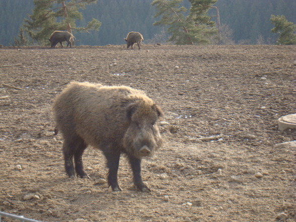 Wildpark Altenfelden - 