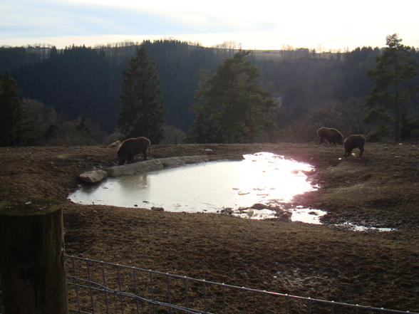 Wildpark Altenfelden - 