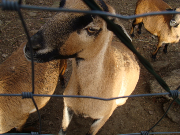 Wildpark Altenfelden - 