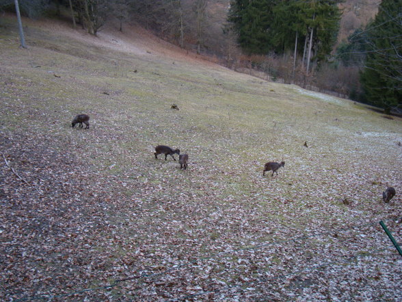 Wildpark Altenfelden - 