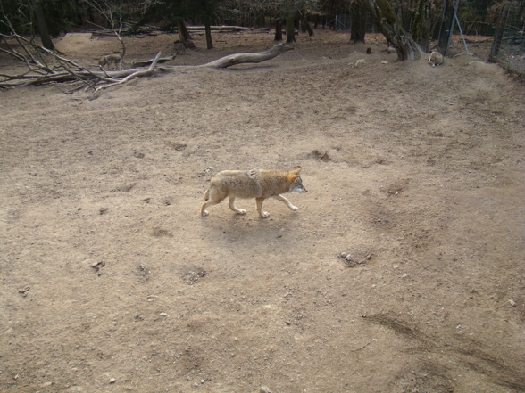 Wildpark Altenfelden - 