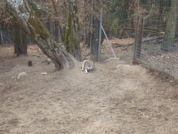 Wildpark Altenfelden - 