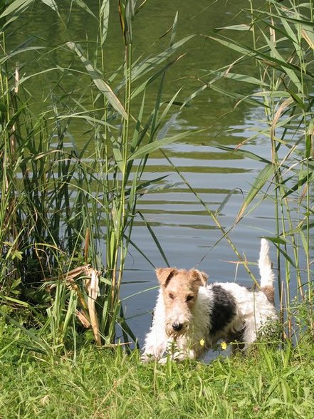 °MeI FoxTeRrIeR° - 