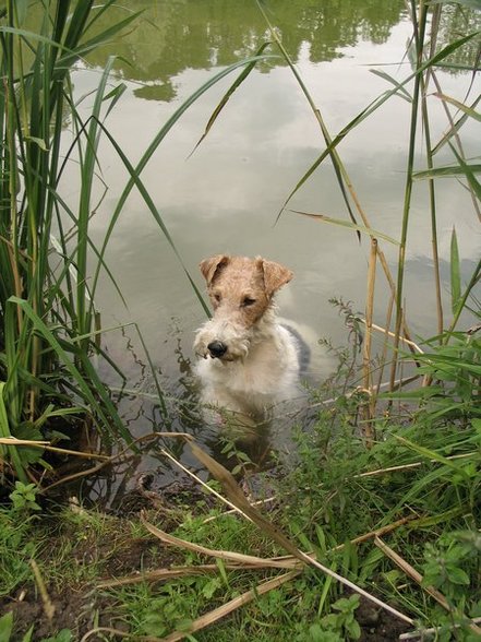 °MeI FoxTeRrIeR° - 