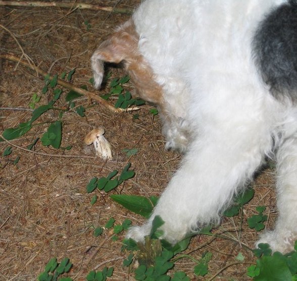 °MeI FoxTeRrIeR° - 