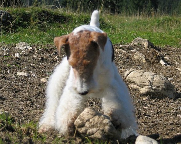 °MeI FoxTeRrIeR° - 