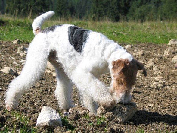 °MeI FoxTeRrIeR° - 