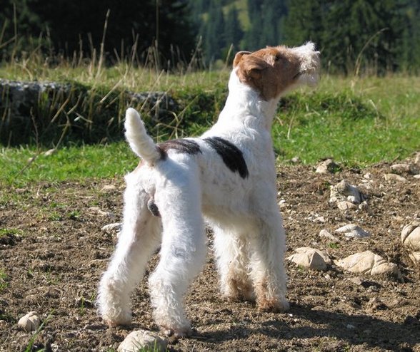 °MeI FoxTeRrIeR° - 