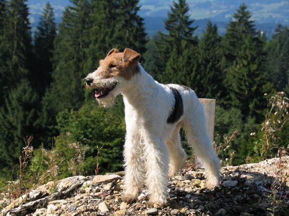 °MeI FoxTeRrIeR° - 