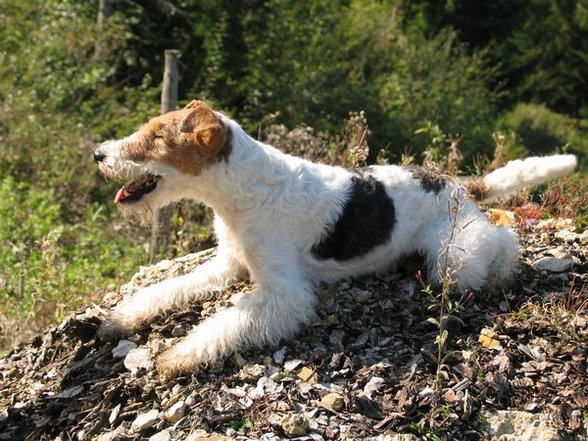 °MeI FoxTeRrIeR° - 