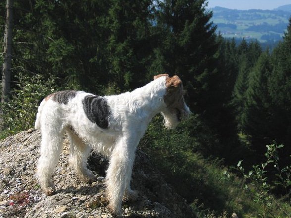 °MeI FoxTeRrIeR° - 