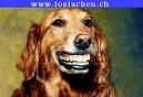 Lustige Tiere - 