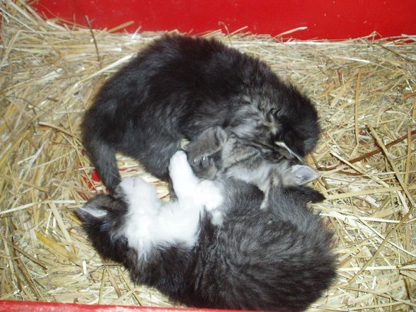 Süsse Katzenbabys - 