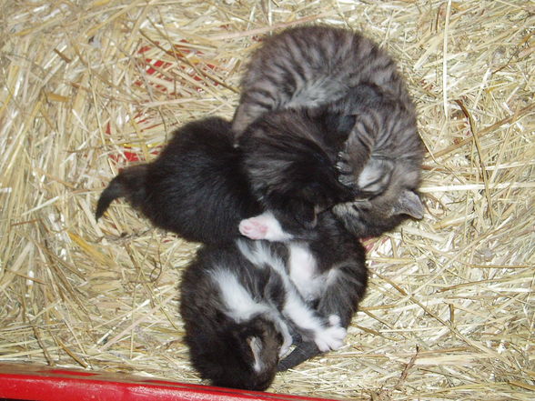 Süsse Katzenbabys - 