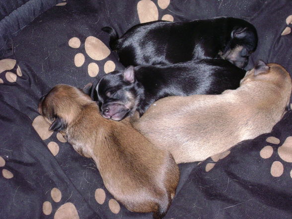 Hundebabies - 