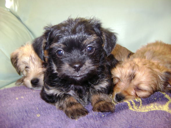 Hundebabies - 